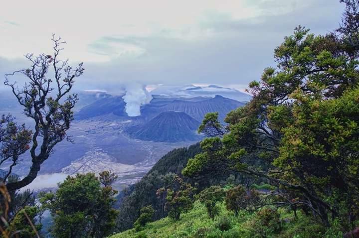 Ijen Mansjestic B&B Tamansuruh Екстер'єр фото